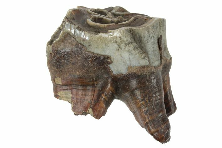 Fossil Woolly Rhino (Coelodonta) Tooth - Siberia #231049